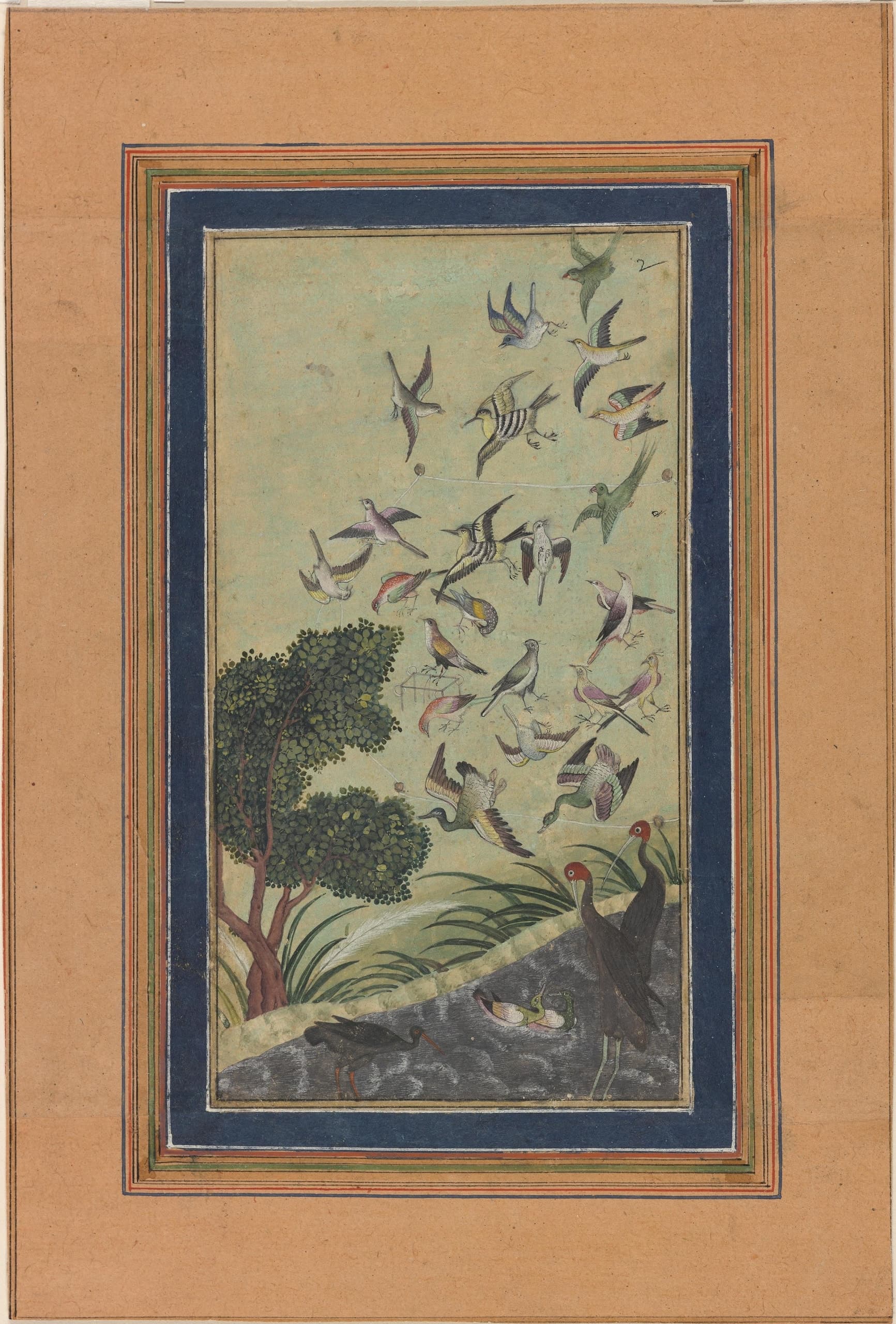 Birds at Baran